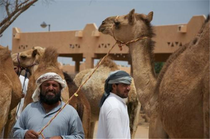 骆驼全身都具有开发利用的价值