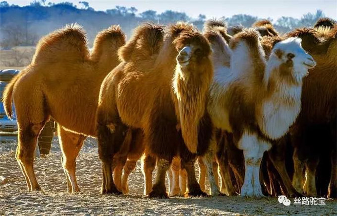 被遗忘的国宝:双峰野骆驼