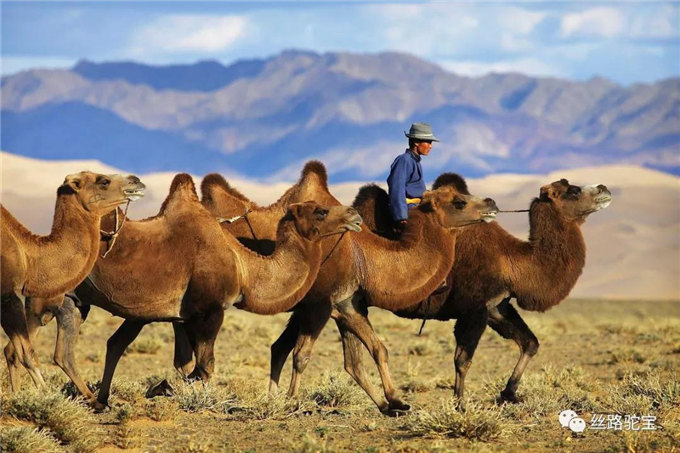 被遗忘的国宝:双峰野骆驼