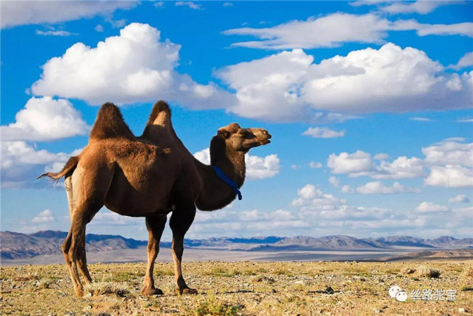 被遗忘的国宝:双峰野骆驼