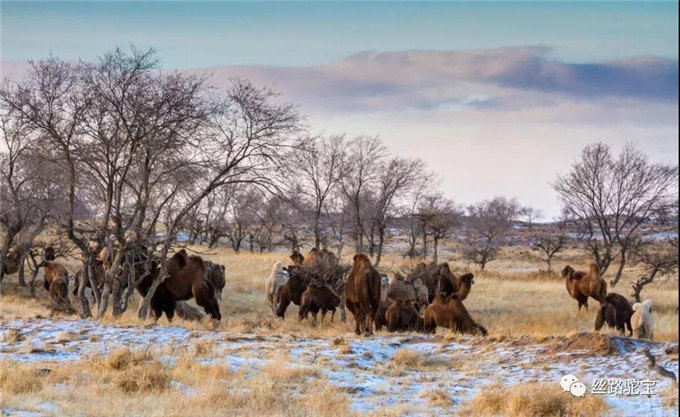 被遗忘的国宝:双峰野骆驼