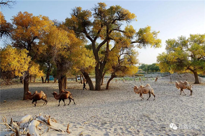 被遗忘的国宝:双峰野骆驼