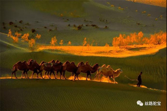 被遗忘的国宝：双峰野骆驼