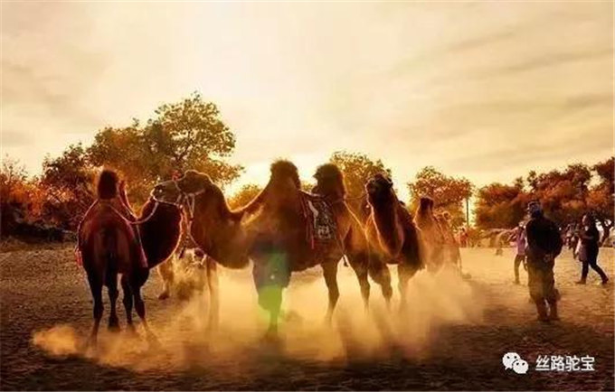 被遗忘的国宝:双峰野骆驼