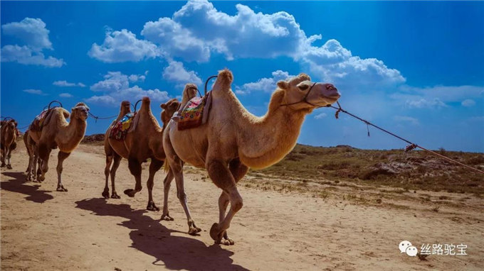 被遗忘的国宝:双峰野骆驼