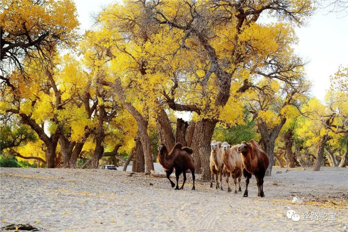 被遗忘的国宝:双峰野骆驼