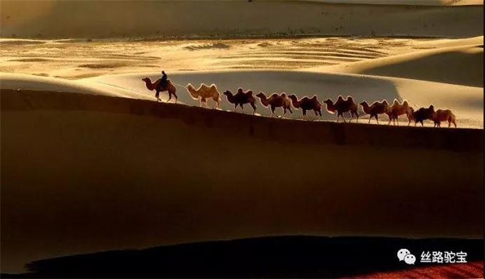 被遗忘的国宝：双峰野骆驼