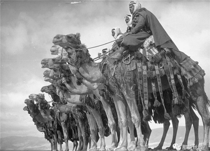 骆驼，游牧民族的依托