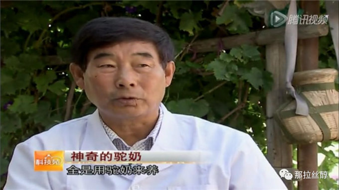 骆驼,游牧民族的依托