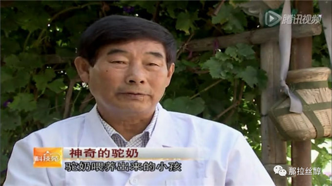 骆驼,游牧民族的依托