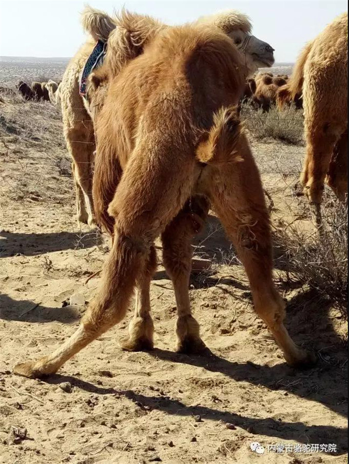 骆驼尿对肝脏保护作用研究
