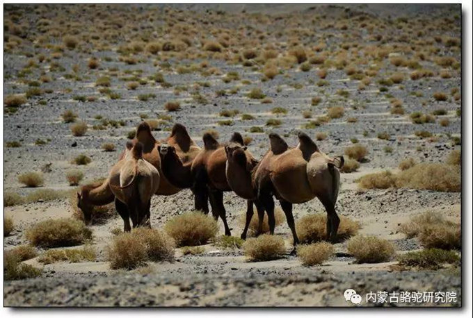 内蒙古乌拉特戈壁红驼，以开发带动保护