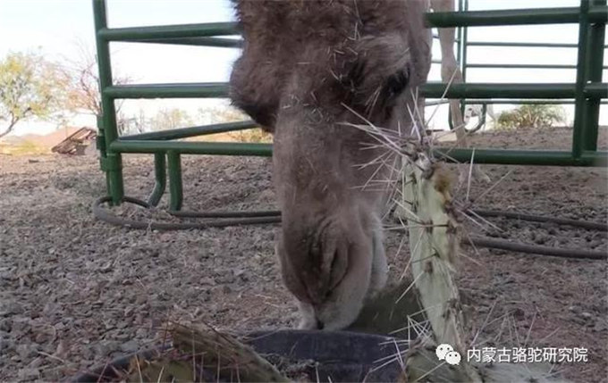 为什么只有骆驼敢吃仙人掌?难道骆驼不会觉得疼吗?