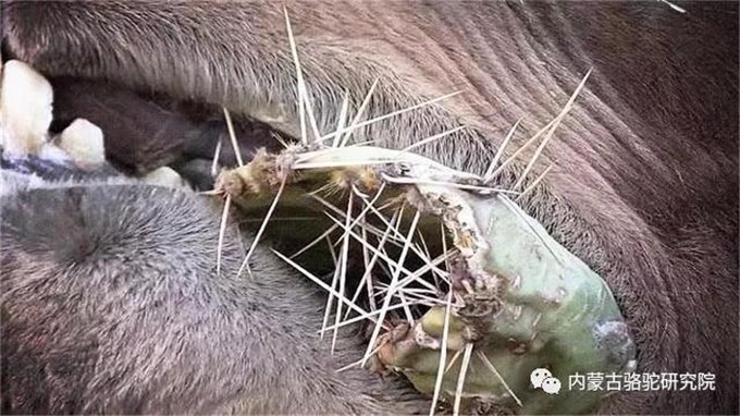 为什么只有骆驼敢吃仙人掌?难道骆驼不会觉得疼吗?
