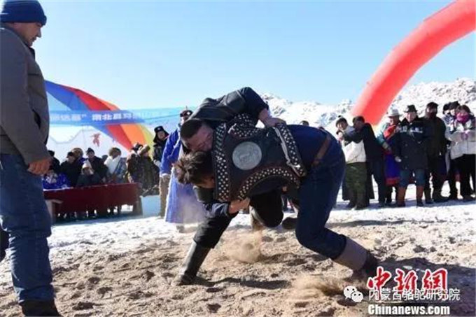 甘肃肃北牧民冬季赛马赛骆驼欢乐多