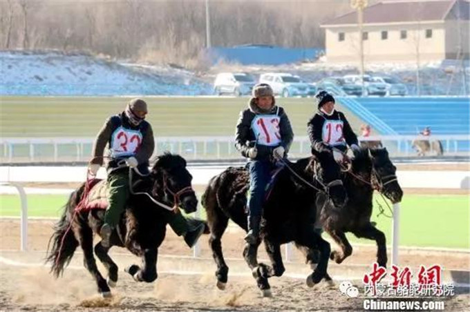 甘肃肃北牧民冬季赛马赛骆驼欢乐多