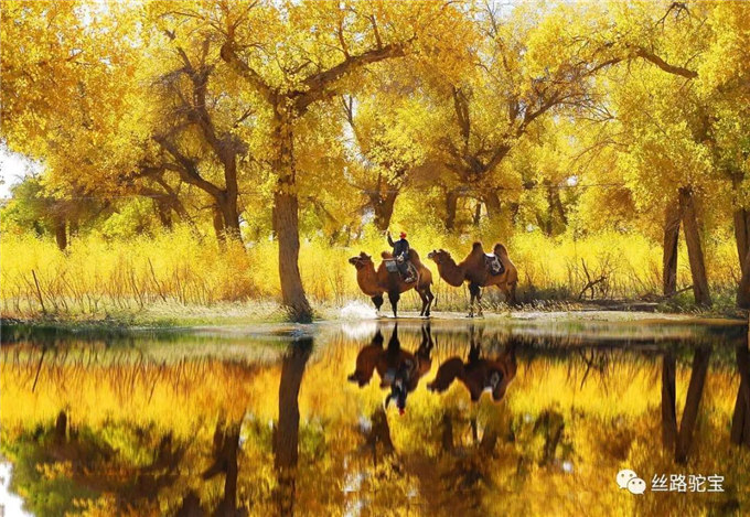 阿拉善：骆驼文化的守望者