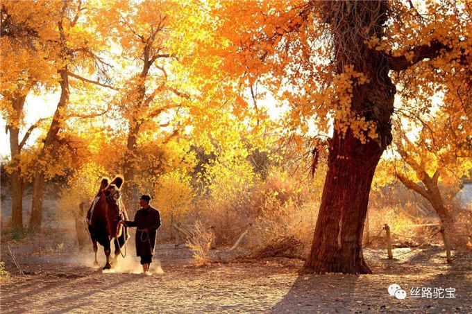 阿拉善：骆驼文化的守望者