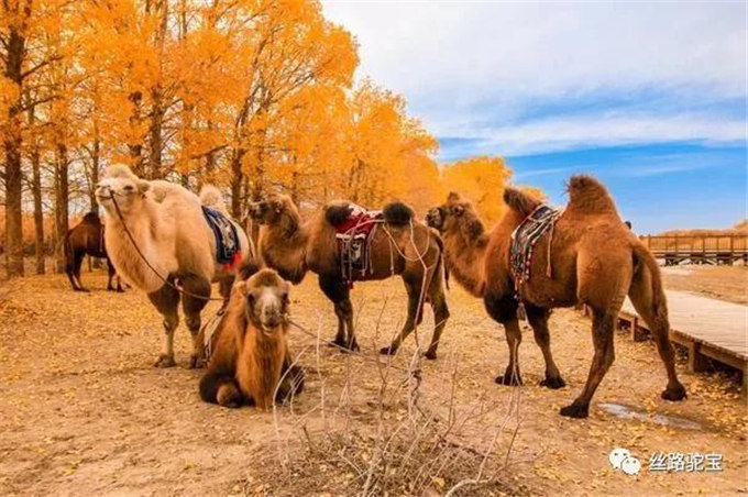 阿拉善：骆驼文化的守望者