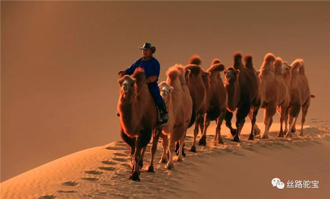 阿拉善：骆驼文化的守望者