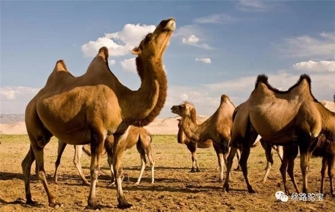 在鄂尔多斯，传说有一片湖水和一座石山都因神奇的骆驼而来