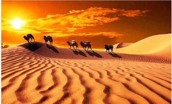 带你详细了解沙漠白金—骆驼奶