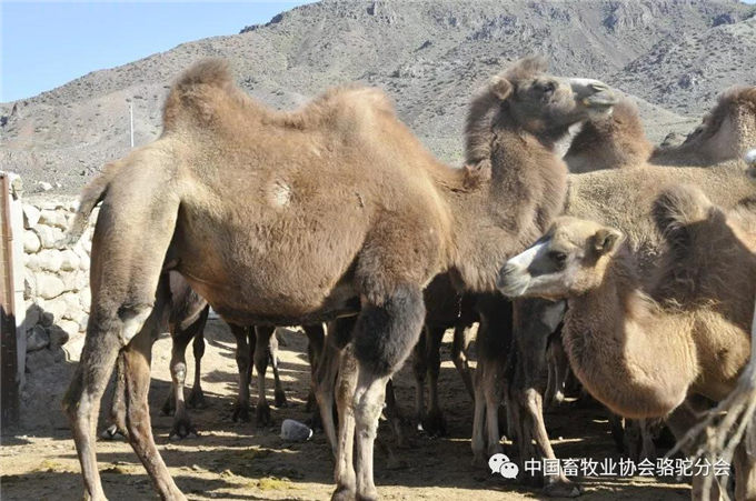 新春佳节话骆驼—新疆南疆骆驼历史沿革