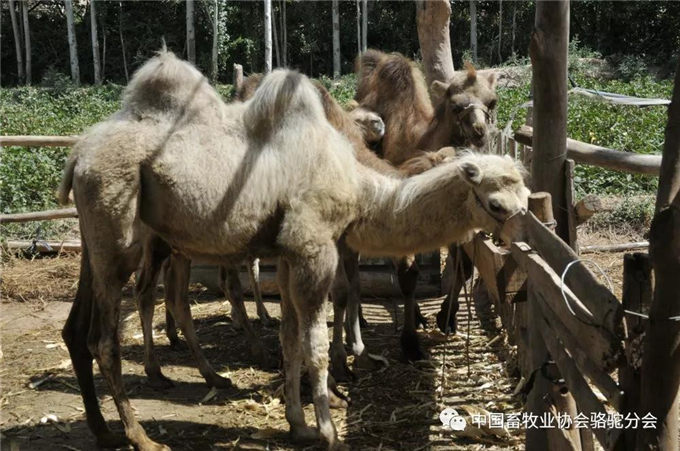 新春佳节话骆驼—新疆南疆骆驼历史沿革