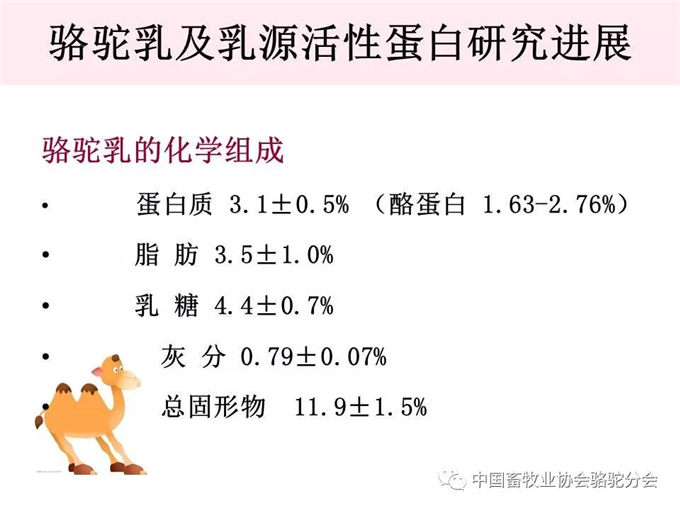 骆驼奶定向研究应用-新疆大学教授 杨洁