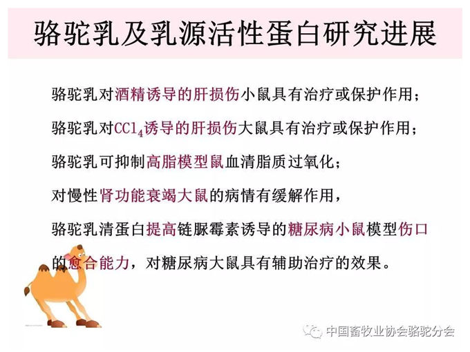 骆驼奶定向研究应用-新疆大学教授 杨洁