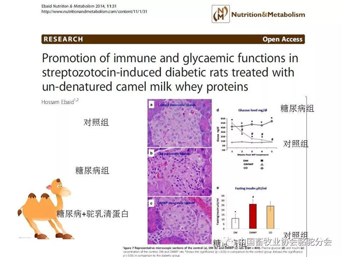 骆驼奶定向研究应用-新疆大学教授 杨洁