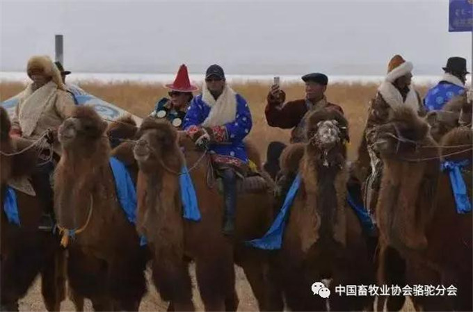 节后开工发扬骆驼精神---积极创建骆驼产业精准扶贫模式 铸就边疆贫困牧民脱贫致富梦想