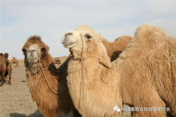 新春佳节话骆驼—新疆北疆骆驼历史沿革