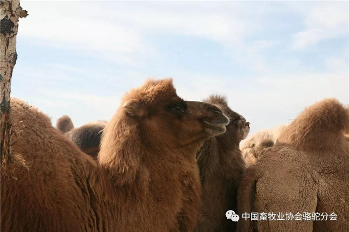 新春佳节话骆驼—新疆北疆骆驼历史沿革