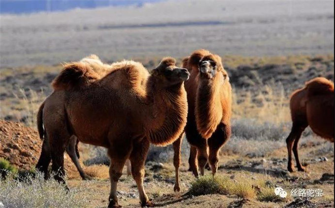 新春佳节话骆驼——骆驼与十二生肖