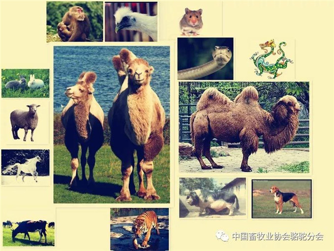 新春佳节话骆驼——骆驼与十二生肖