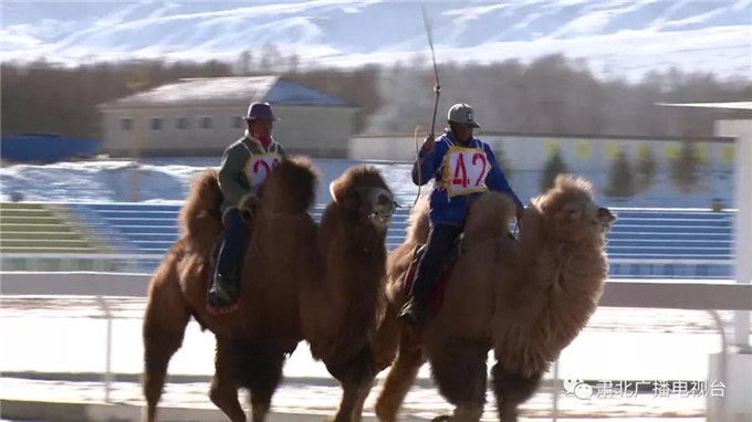 新春佳节话骆驼—甘肃北的骆驼