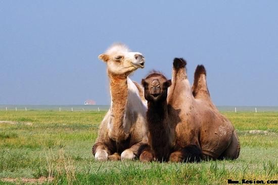 骆驼初乳的营养成分和其酶解后的抑菌活性