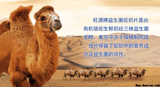 为您解读骆驼奶为什么-旺源骆驼奶专卖网