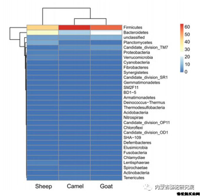 山羊和骆驼肠道碳水化合物-活性酶的宏基因组学研究