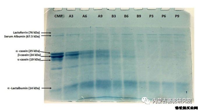 骆驼乳蛋白水解物中新型降压抗炎生物活性肽分子结合机理及鉴定