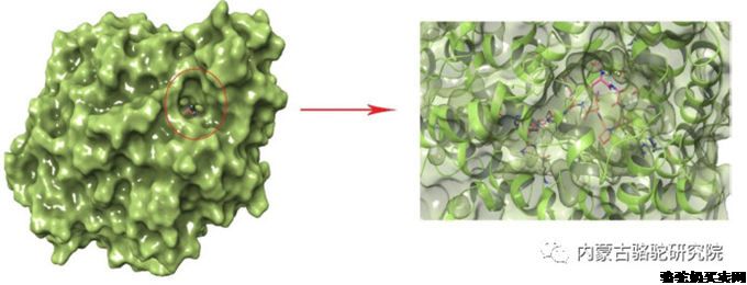 骆驼乳蛋白水解物中新型降压抗炎生物活性肽分子结合机理及鉴定