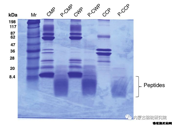 骆驼乳蛋白中潜在的抗氧化生物活性肽