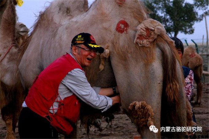 骆驼奶的成分和治疗特性