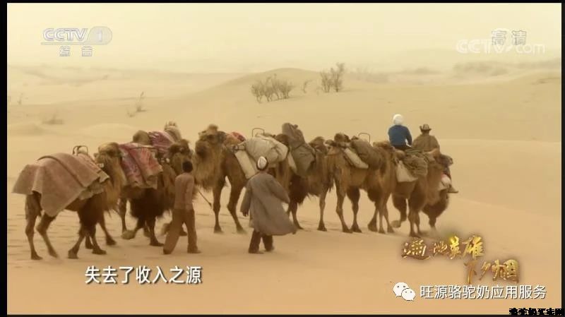 旺源驼奶，让上万名养驼牧民提前三年脱贫致富！