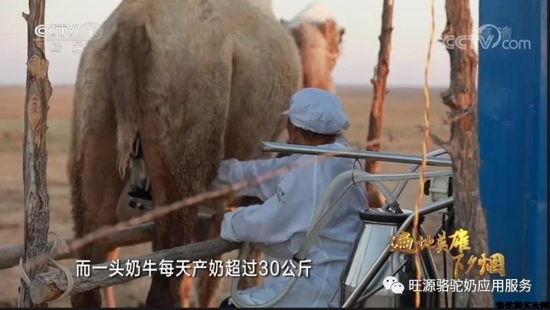 旺源驼奶，让上万名养驼牧民提前三年脱贫致富！
