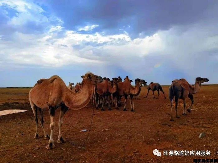 干了这杯骆驼奶，一起去看新疆阿勒泰最具特色的骆驼文化！