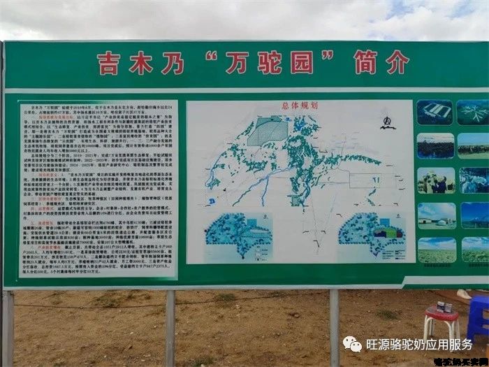 干了这杯骆驼奶,一起去看新疆阿勒泰最具特色的骆驼文化!