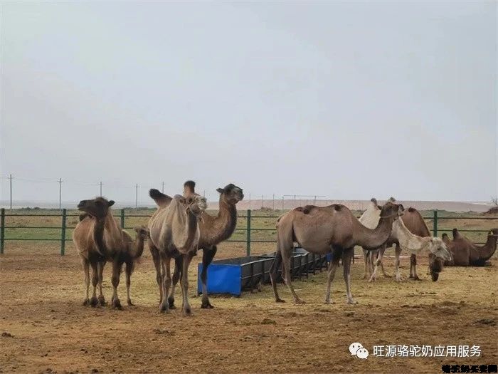 干了这杯骆驼奶，一起去看新疆阿勒泰最具特色的骆驼文化！