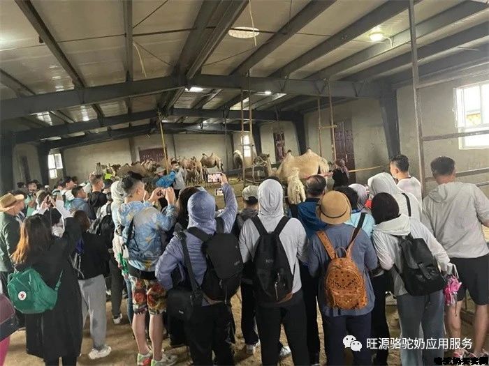 干了这杯骆驼奶,一起去看新疆阿勒泰最具特色的骆驼文化!